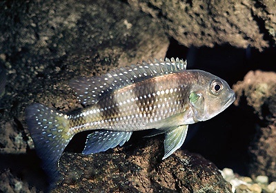 Limnochromis auritus